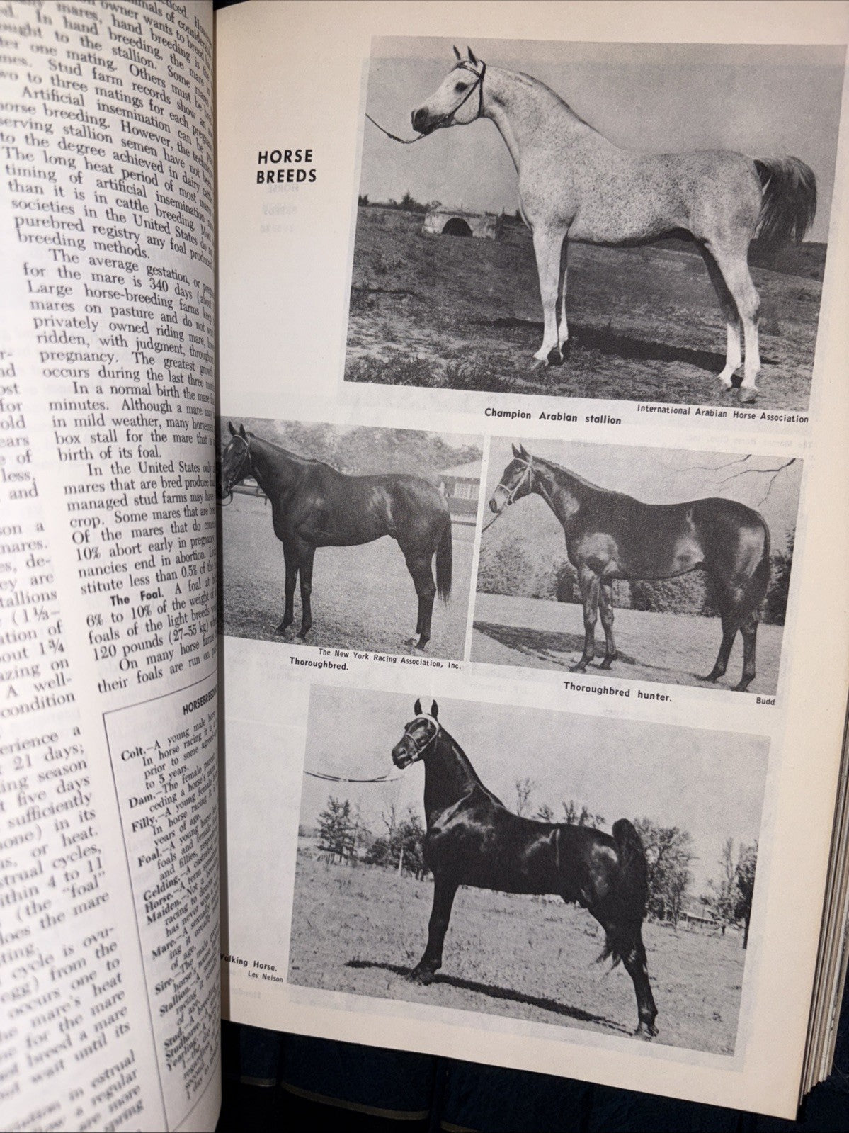 THE ENCYCLOPEDIA AMERICANA 1982 EDITION 14 Volumes Starter Set Incomplete C Pics